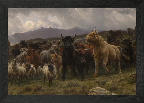 Highland cattle and sheep - and,