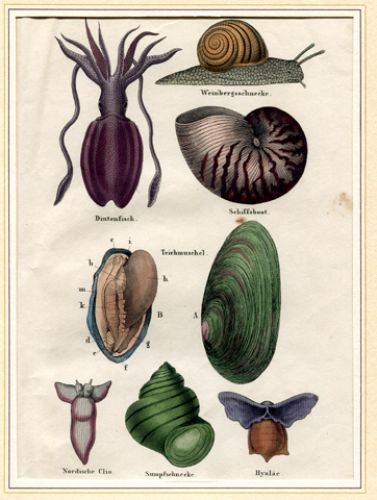 Kopffüsser weinbergschnecke - kopffüsser:,