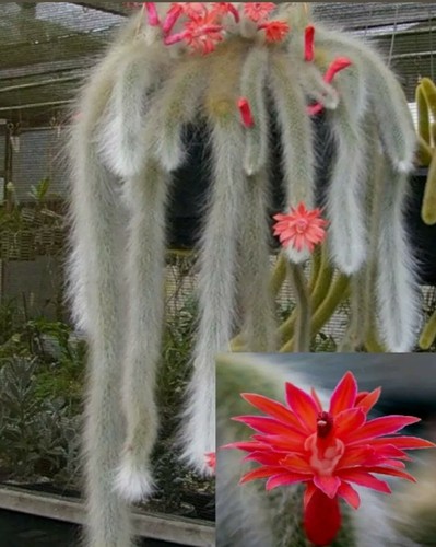 Hildewintera colademonis 15cm - colademonis,