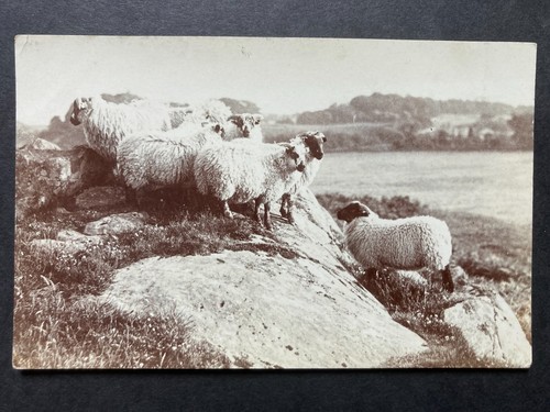 Sheep rocks cumberland - on,