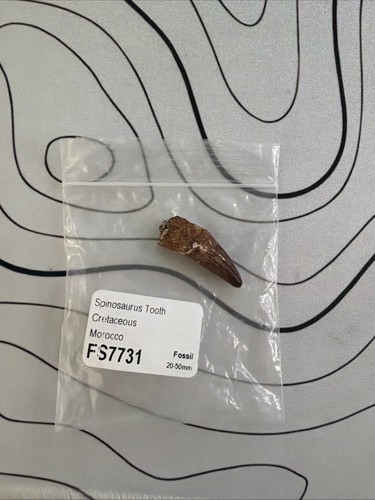 Spinosaurus dinosaur tooth - spinosaurus,