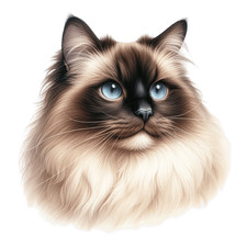Cream Himalayan Cat Vinyl