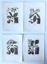 X4 VINTAGE 1920 COLOUR LITHO BOTANICAL BOOK PLATES  APPLE, PEAR, PLUM, CHERRIES