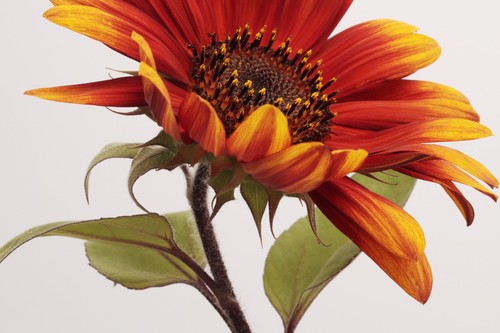 Sunflower pro cut - x,