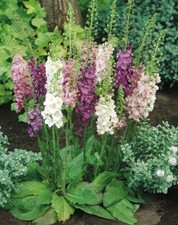 6 Verbascum Phoeniceum Mixed  Hardy Herbaceous Perennial Garden Plug plants