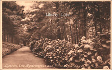 Lynton Hydrangeas and Pines