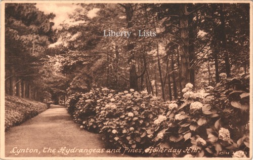 Lynton hydrangeas and pines - and,