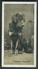 TIBETAN MASTIFF CARRERAS LTD 1924 ISSUE OLD CIGARETTE CARD  #5