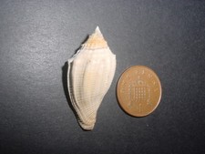 Bartonian Eocene Volutospina ambigua variety compressa Volutidae Barton Beds UK