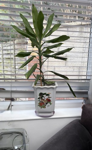 Dracaena indoor potted - dracaena,