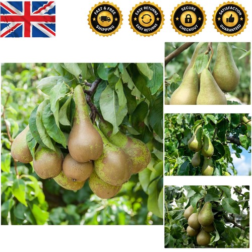 Easy care potted pear tree - pear,
