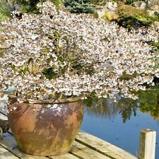 Japanese Cherry Blossom Prunus Incisa Kojo-No-Mai Ornamental Fuji Tree 1x 10L