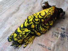 IFS Lady Amherst Pheasant Head