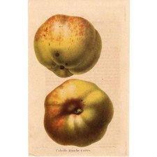 Lithograph "Apple Botanical