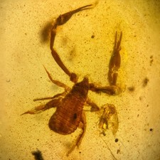 Pseudoscorpion burmese - in,