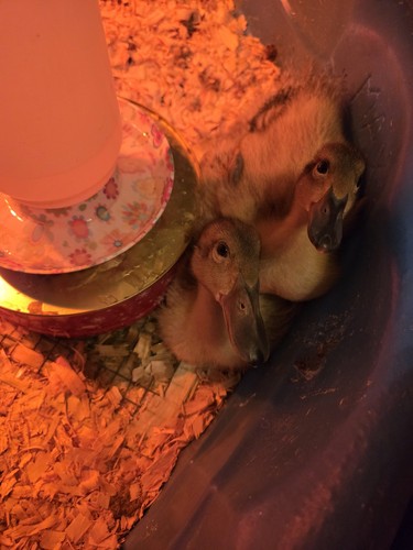 Fertile duck eggs - fertile,