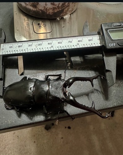 Prosopocoilus giraffa keisukei