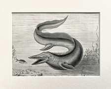 TYLOSAURUS DINOSAUR Extinct