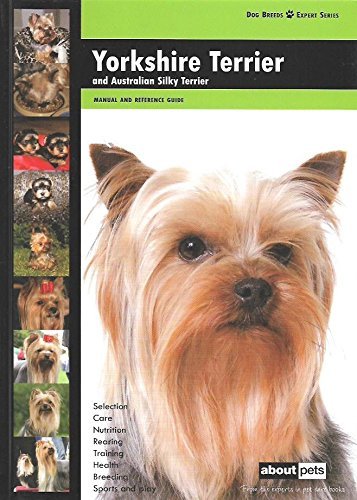 Yorkshire terrier dog breed - terrier,