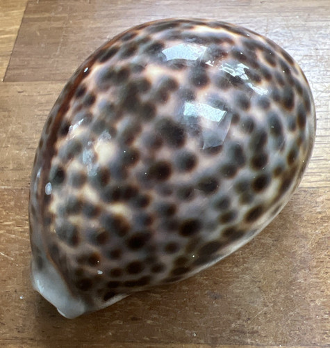 Large cowrie shell - cowrie,