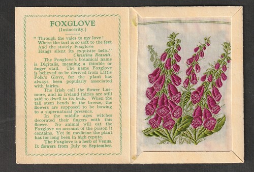 Kensitas wix silk - kensitas, flower