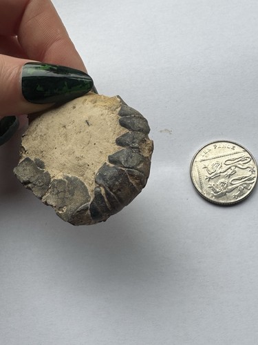 London clay fossil - london,