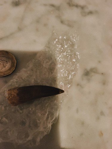 Plesiosaur tooth fossil - plesiosaur,