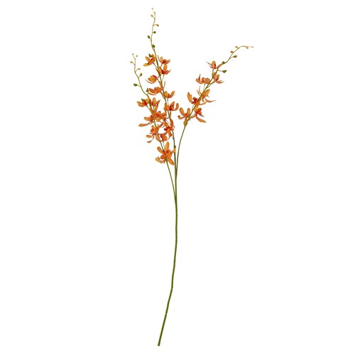 Orange cymbidium orchid - cymbidium,