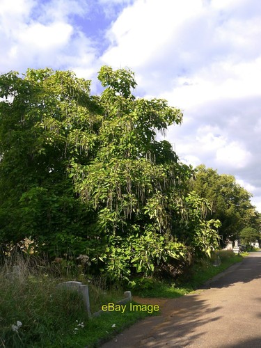 Photo 6x4 indian - photo, tree