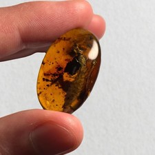 HUGE LARVAE (24mm body) in Burmese / Burmite amber fossil / 100% genuine amber 
