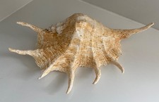 GIANT SPIDER CONCH SHELL Lambis Truncata 390x190 Vintage Display Collection