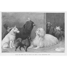 CECIL ALDIN Black & White Dogs at the Cruft's Dog Show - Antique Print 1893