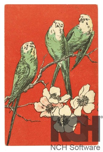Three greenfinches branch - greenfinches,