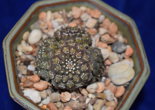 Unique euphorbia - unique,