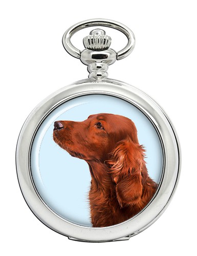 Irish red setter - setter, pocket