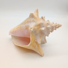 Queen conch shell - conch,