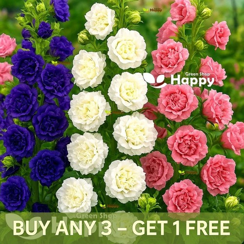 Canterbury bells double mix - double,