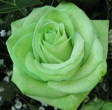 Lime Green Rose Seeds Garden Plant Flower -Viable Seeds - UK