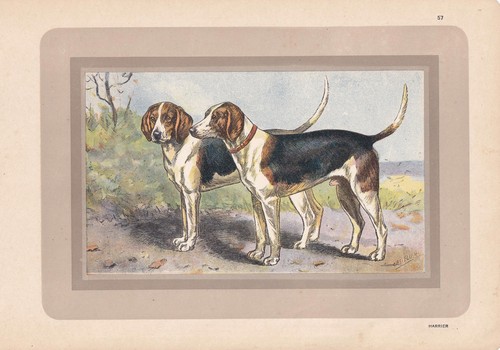 1931 harrier dog print - 1931,