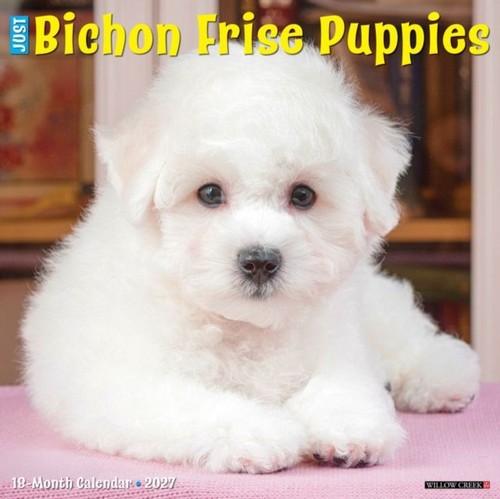 Bichon frise puppies 2027 - frise,