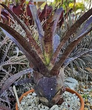 BUY 4 SAVE 15% BROMELIAD