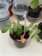 Small wisteria for bonsia - wisteria, bonsia.