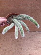 Cleistocactus