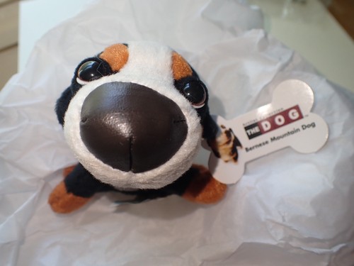 Mcdonalds the dog - dog, bernese
