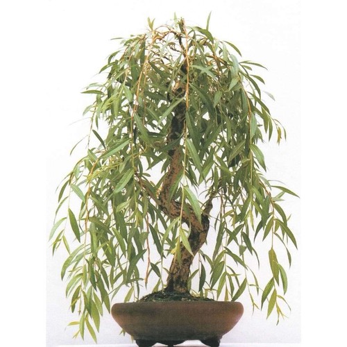 Anna weeping willow bonsai - willow,