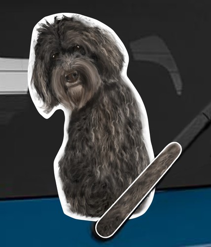 Labradoodle dog and animal - dog,