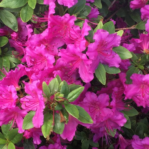 Azalea konigstein good - azalea,