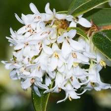 Osmanthus burkwoodii fragrant - burkwoodii,