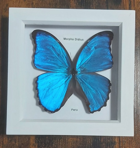 Taxidermy real framed giant - real,