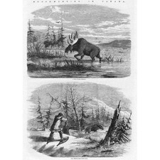 CANADA Moose Hunting Bull